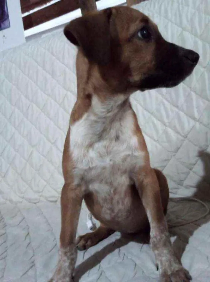 Cachorro raça Vira-lata mestiço com pitbull  idade 2 a 6 meses nome Athena 