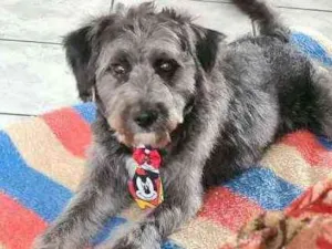 Cachorro raça SRD idade 7 a 11 meses nome Kadu
