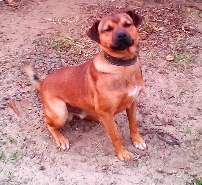 Cachorro raça guaipeca idade 2 anos nome Bidu