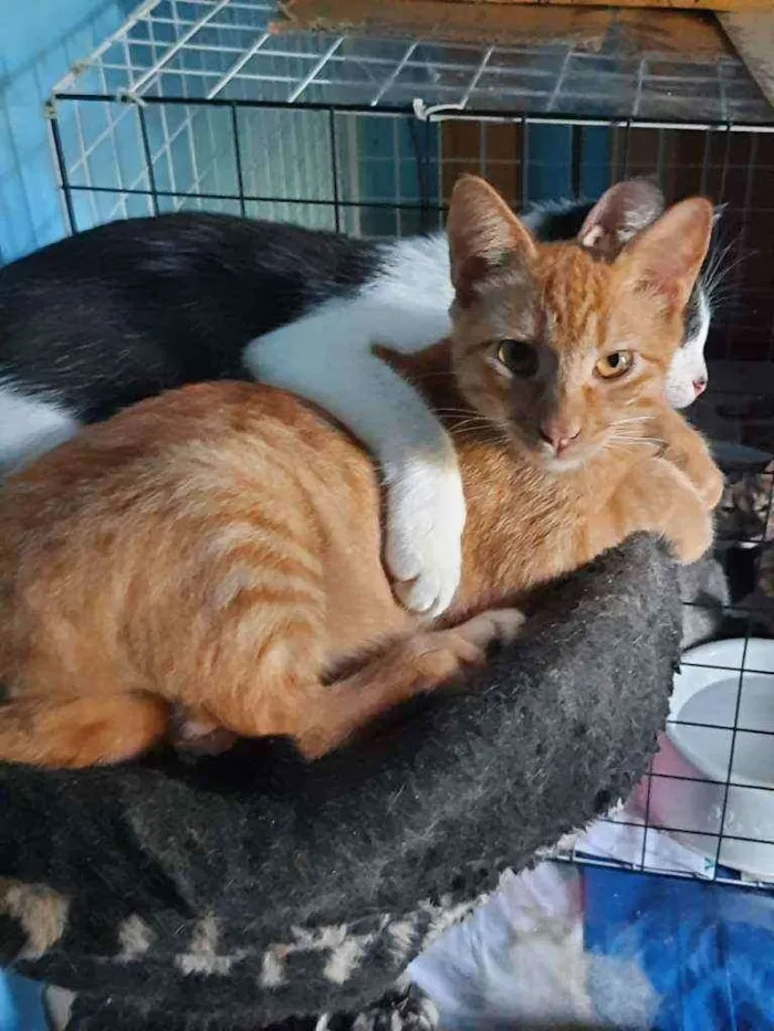 Gato raça Srd idade 2 a 6 meses nome Júnior