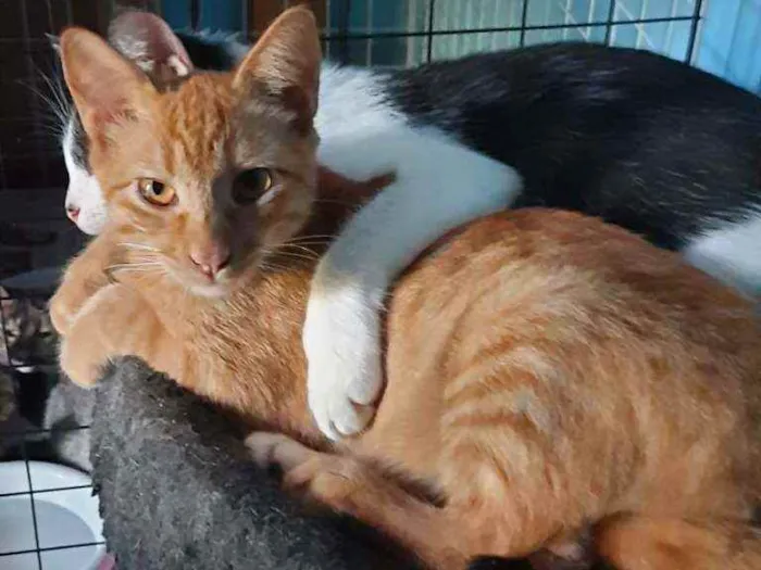 Gato raça Srd idade 2 a 6 meses nome Júnior