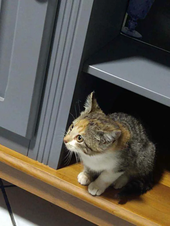 Gato ra a  idade Abaixo de 2 meses nome gata fêmea
