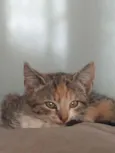 gata fêmea