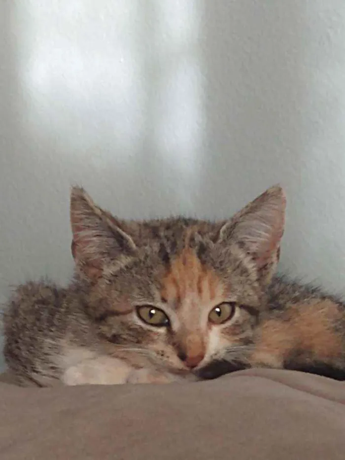 Gato ra a  idade Abaixo de 2 meses nome gata fêmea