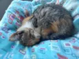 gata fêmea
