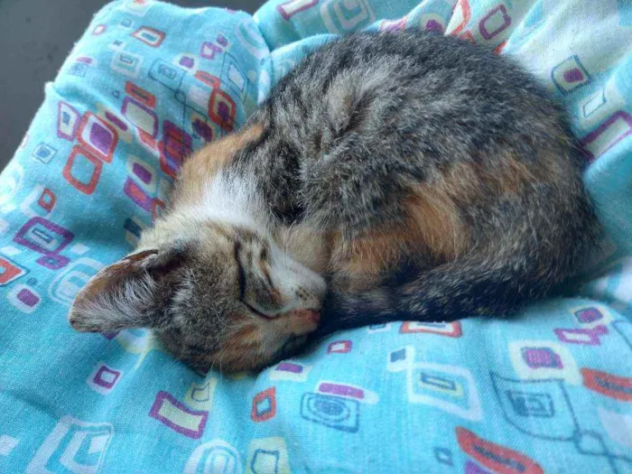 Gato ra a  idade Abaixo de 2 meses nome gata fêmea