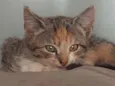 gata fêmea