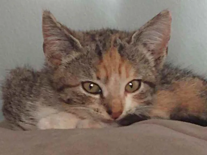 Gato ra a  idade Abaixo de 2 meses nome gata fêmea
