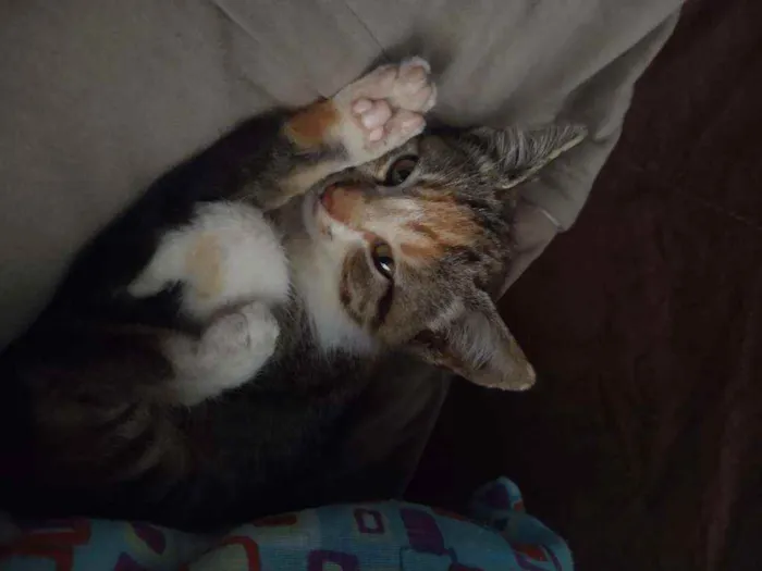 Gato ra a  idade Abaixo de 2 meses nome gata fêmea