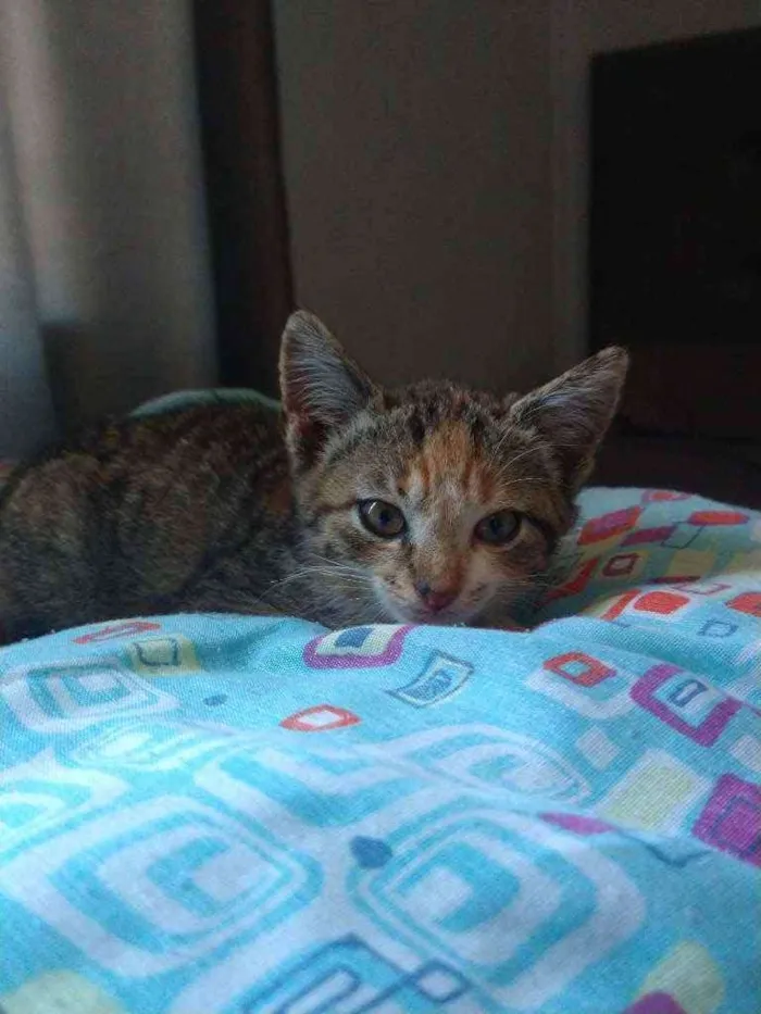 Gato ra a  idade Abaixo de 2 meses nome gata fêmea