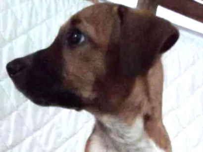 Cachorro raça Vira-lata mestiço com pitbull  idade 2 a 6 meses nome Athena 