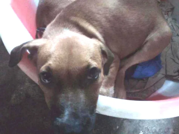 Cachorro raça Vira-lata mestiço com pitbull  idade 2 a 6 meses nome Athena 