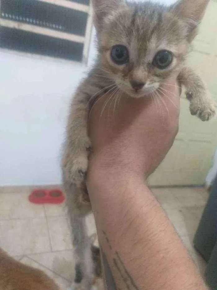 Gato ra a Desconhecido  idade 2 a 6 meses nome Queen