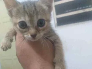 Gato raça Desconhecido  idade 2 a 6 meses nome Queen