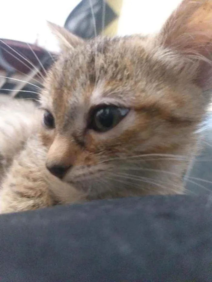Gato ra a Desconhecido  idade 2 a 6 meses nome Queen