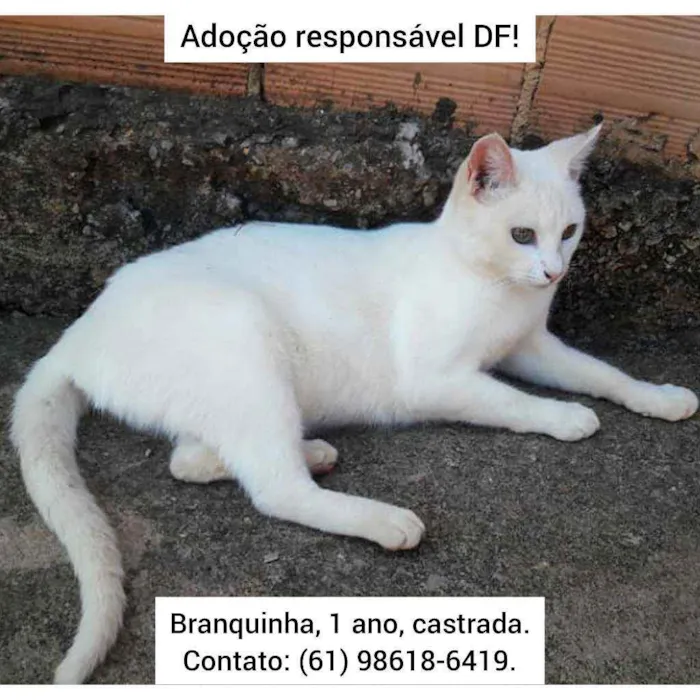 Gato ra a SRD idade 1 ano nome Branquinha