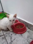 Branquinho