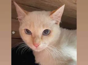Gato raça Srd idade 2 a 6 meses nome Pedrinho 