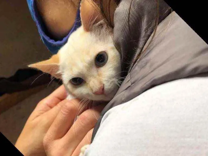 Gato raça Srd idade 2 a 6 meses nome Pedrinho 