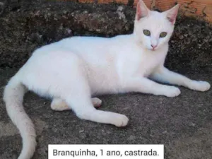 Gato raça SRD idade 1 ano nome Branquinha