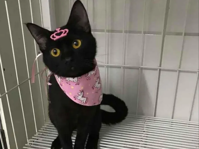 Gato raça Srd idade 2 a 6 meses nome Juma