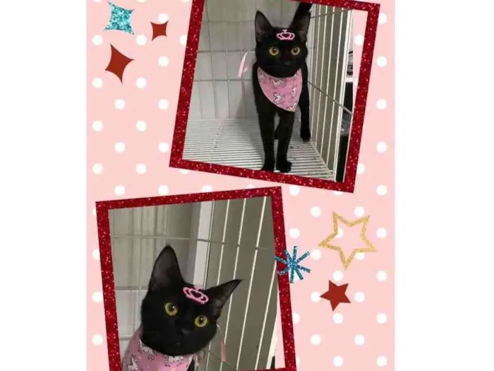 Gato raça Srd idade 2 a 6 meses nome Juma