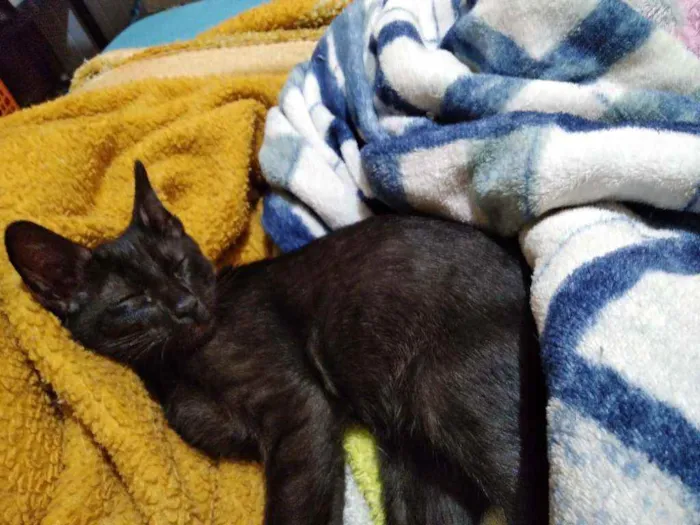 Gato ra a Sem idade 2 a 6 meses nome Pretinho