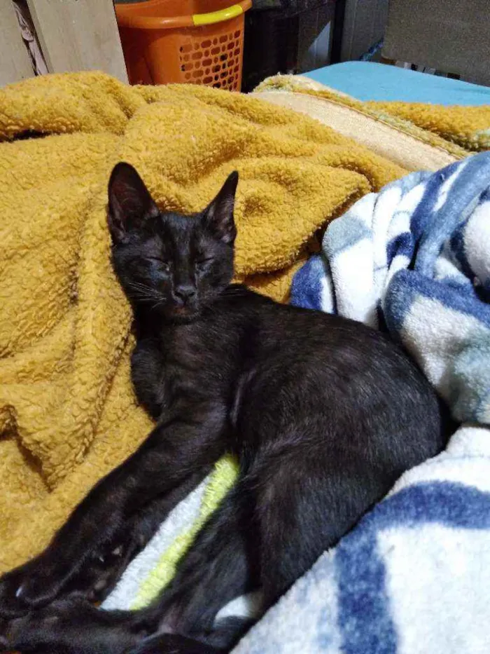 Gato ra a Sem idade 2 a 6 meses nome Pretinho
