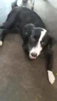 Maju