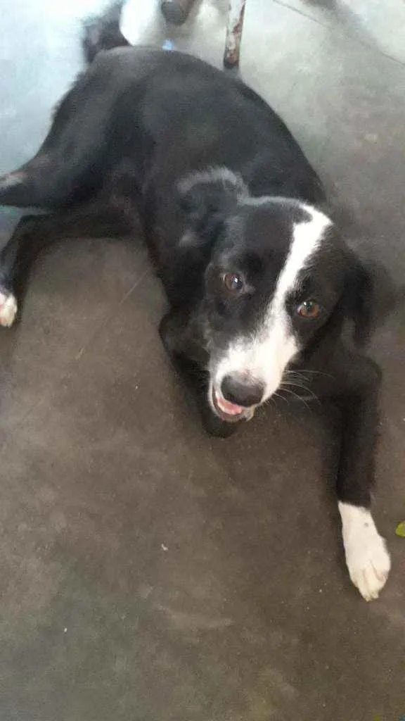Cachorro raça Não indentificada idade 1 ano nome Maju