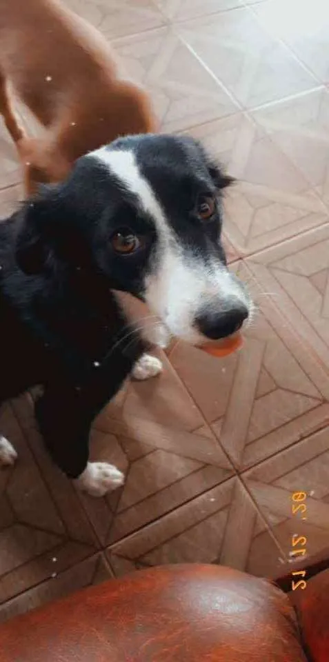 Cachorro raça Não indentificada idade 1 ano nome Maju