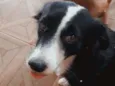 Maju