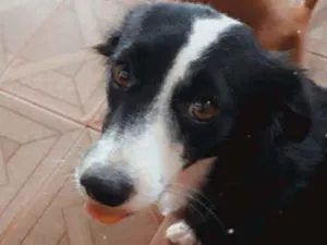 Cachorro raça Não indentificada idade 1 ano nome Maju