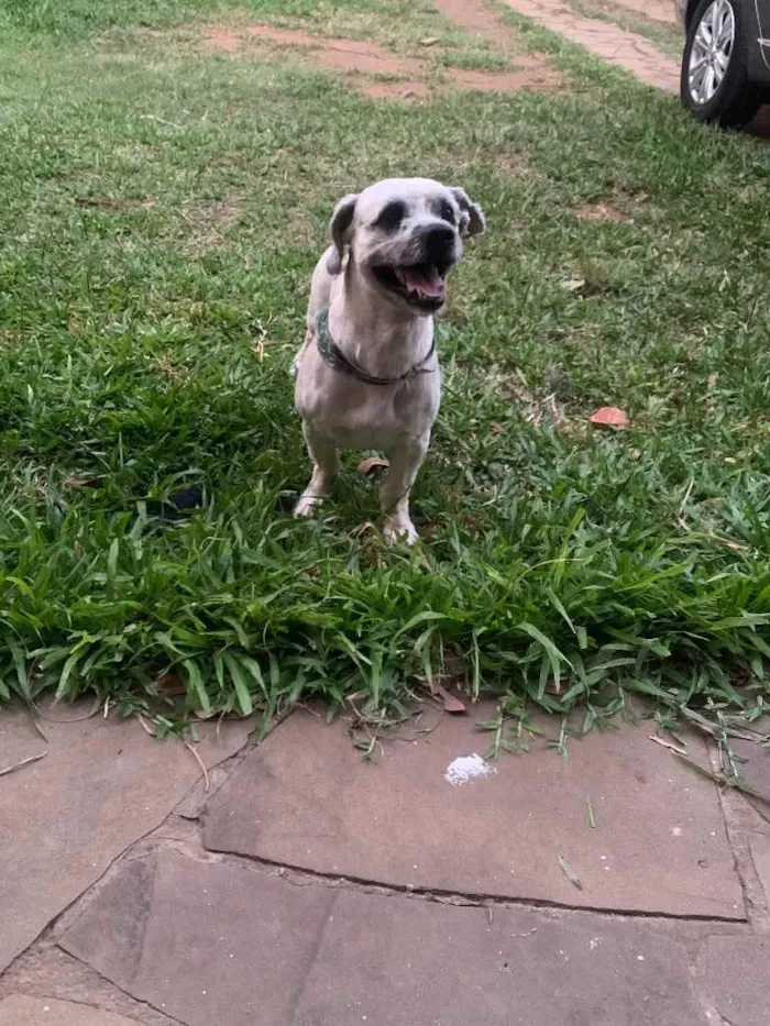 Cachorro ra a Shitszu  idade 6 ou mais anos nome Raposo