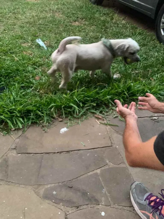 Cachorro ra a Shitszu  idade 6 ou mais anos nome Raposo