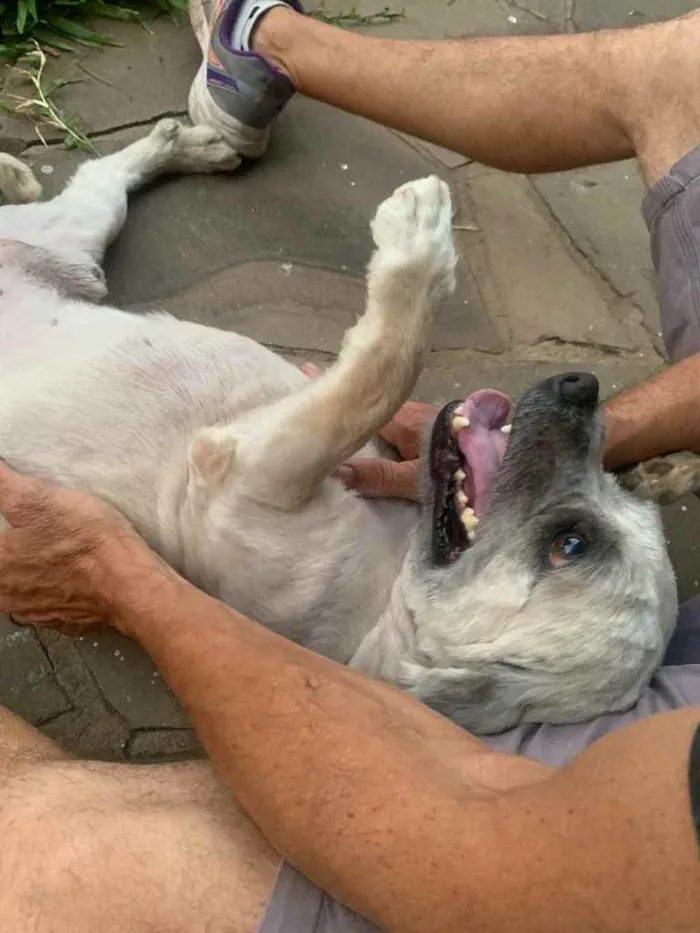 Cachorro ra a Shitszu  idade 6 ou mais anos nome Raposo