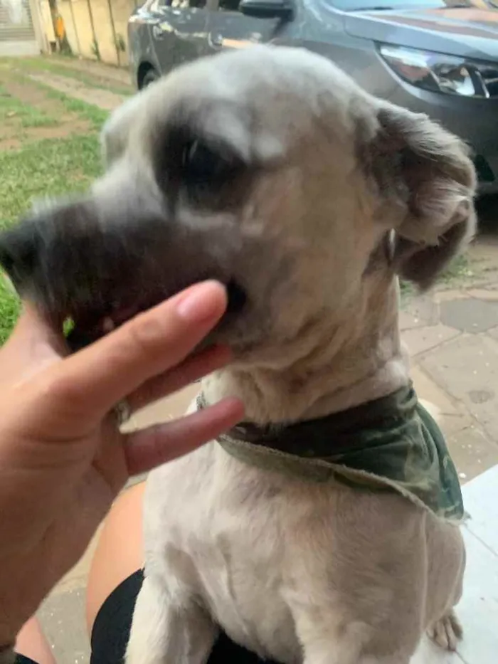 Cachorro ra a Shitszu  idade 6 ou mais anos nome Raposo