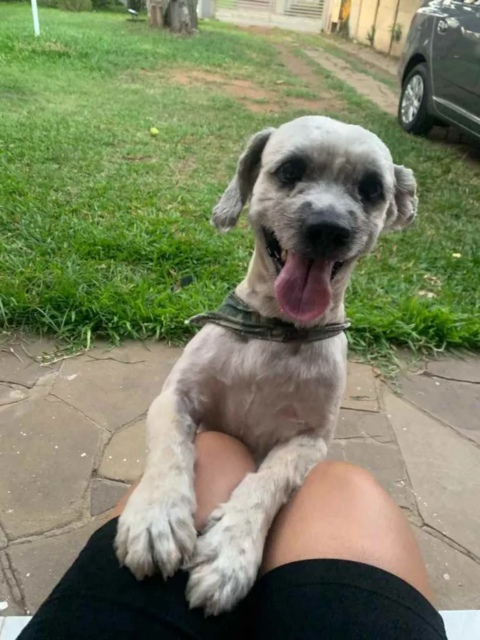 Cachorro ra a Shitszu  idade 6 ou mais anos nome Raposo