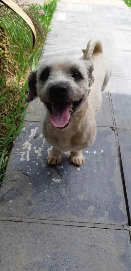 Cachorro ra a Shitszu  idade 6 ou mais anos nome Raposo