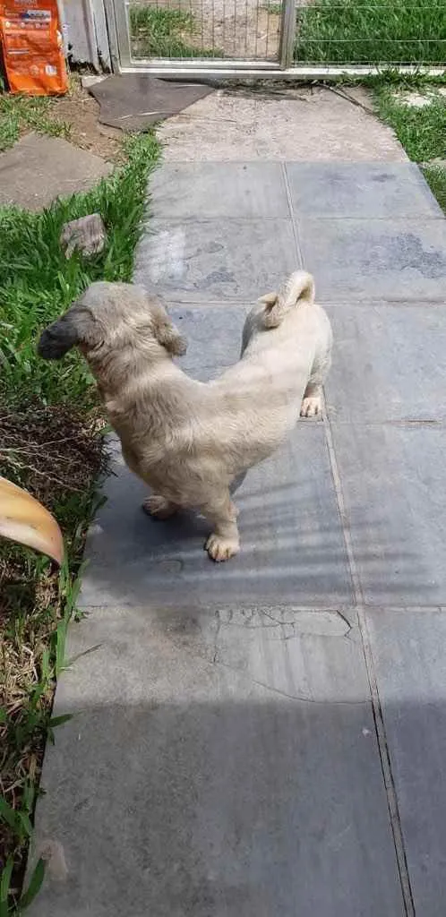 Cachorro ra a Shitszu  idade 6 ou mais anos nome Raposo