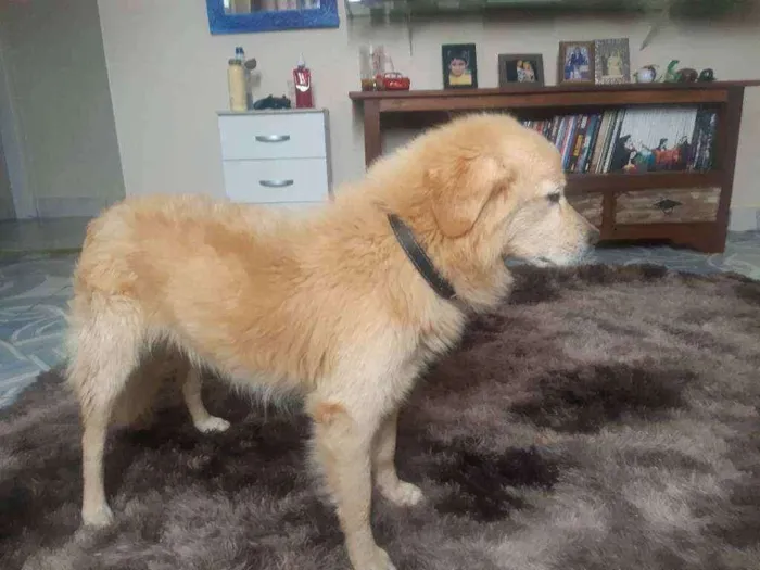 Cachorro ra a SRD idade 2 anos nome Totó (?)
