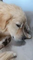 Totó (?)