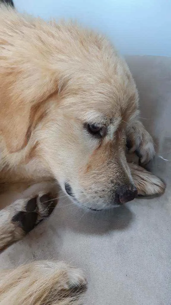 Cachorro ra a SRD idade 2 anos nome Totó (?)