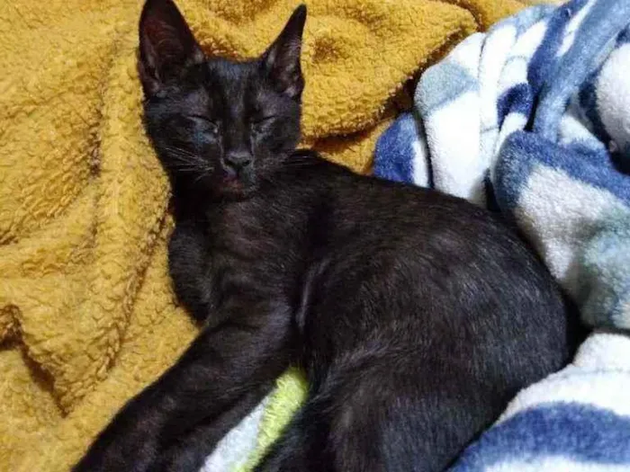 Gato ra a Sem idade 2 a 6 meses nome Pretinho