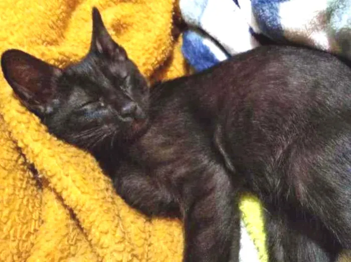 Gato ra a Sem idade 2 a 6 meses nome Pretinho
