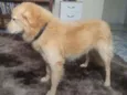 Totó (?)