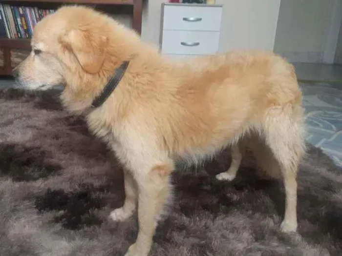 Cachorro ra a SRD idade 2 anos nome Totó (?)
