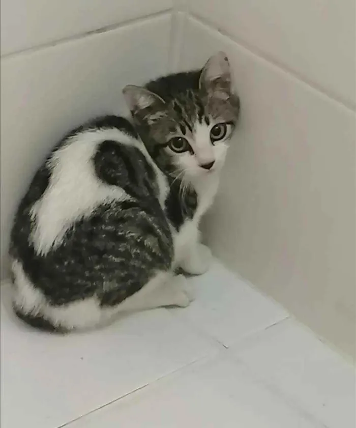 Gato ra a SRD idade 2 a 6 meses nome .
