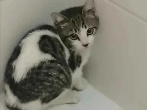 Gato raça SRD idade 2 a 6 meses nome .