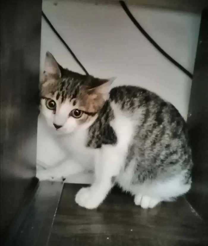 Gato ra a SRD idade 2 a 6 meses nome .